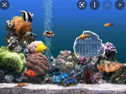 SereneScreen Marine Aquarium